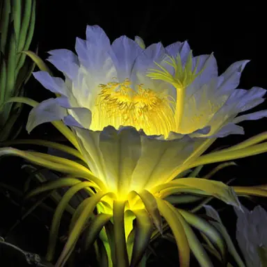 Profile image of 夜桜