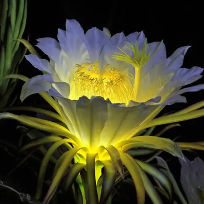 RunnyFloor7809의 アイドルのマネージャーになって後悔した件