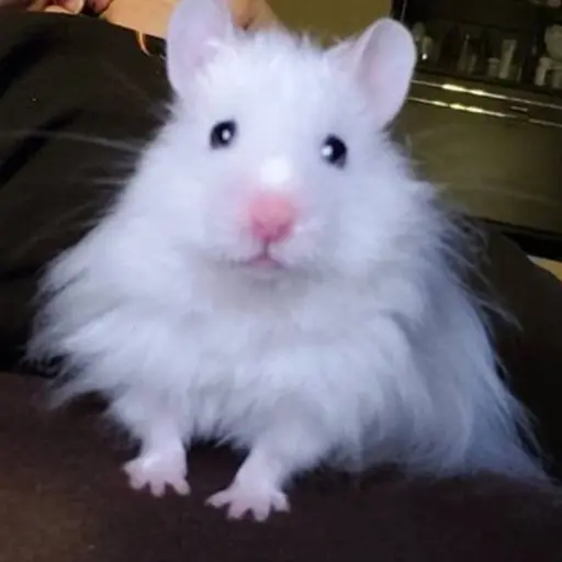 hamsterrr의 햄기