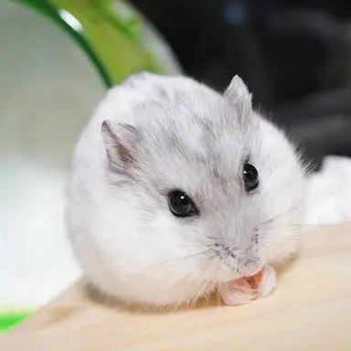 Profile image of ちゅんらみ
