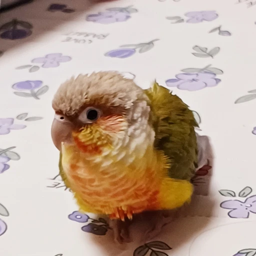 앵두