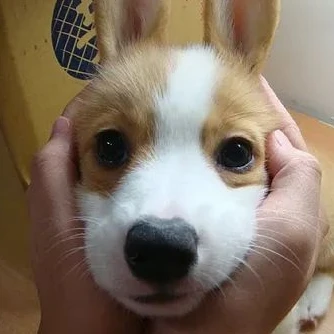 민지(사이버폭력 백신)