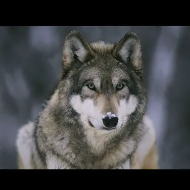 Profile image of Ares