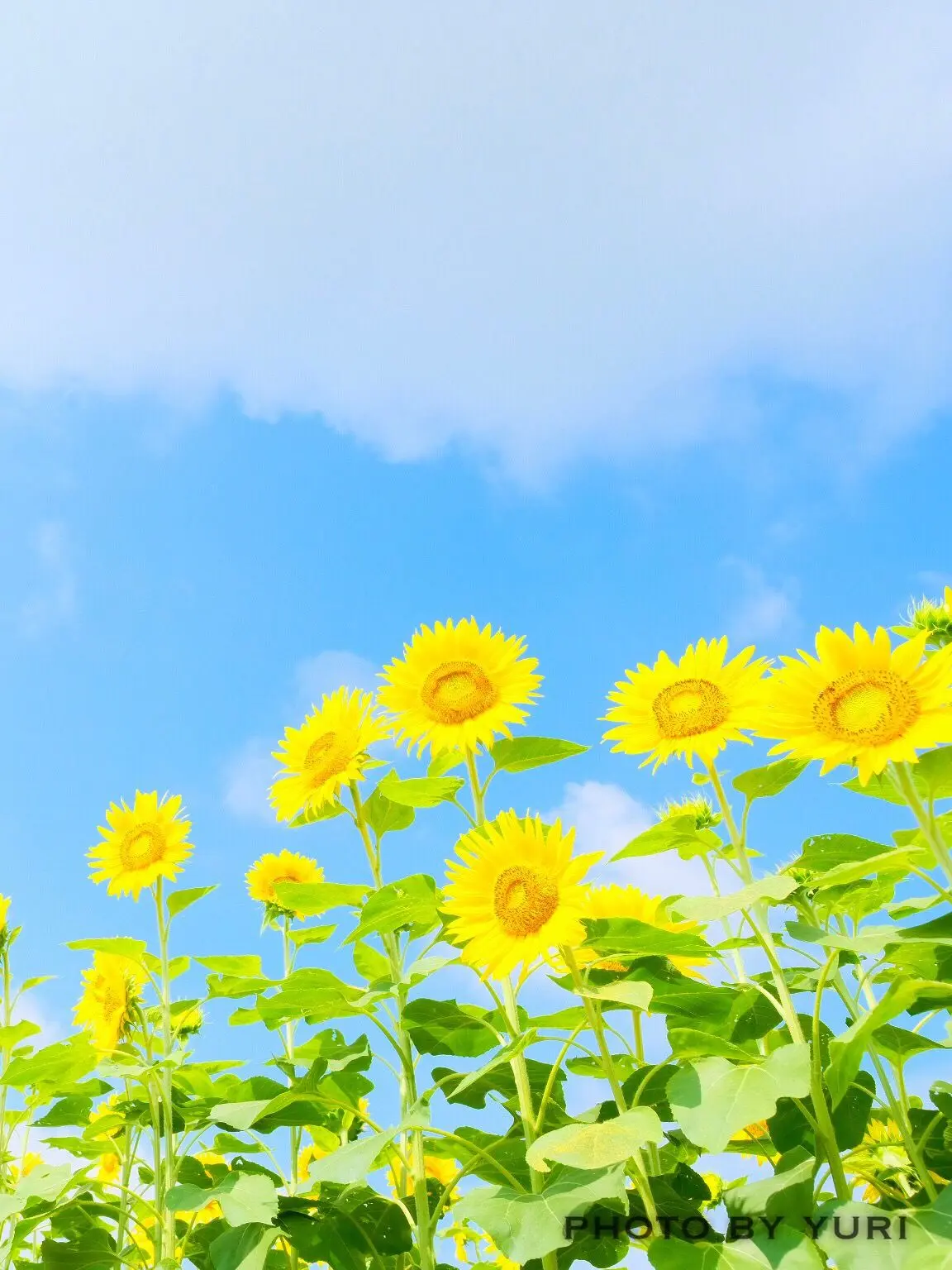 RelishJoke2757의 昔にタイムスリップした