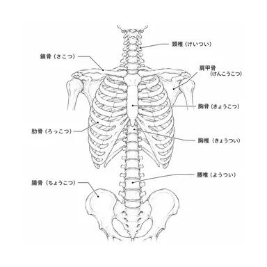 Profile image of 帆根