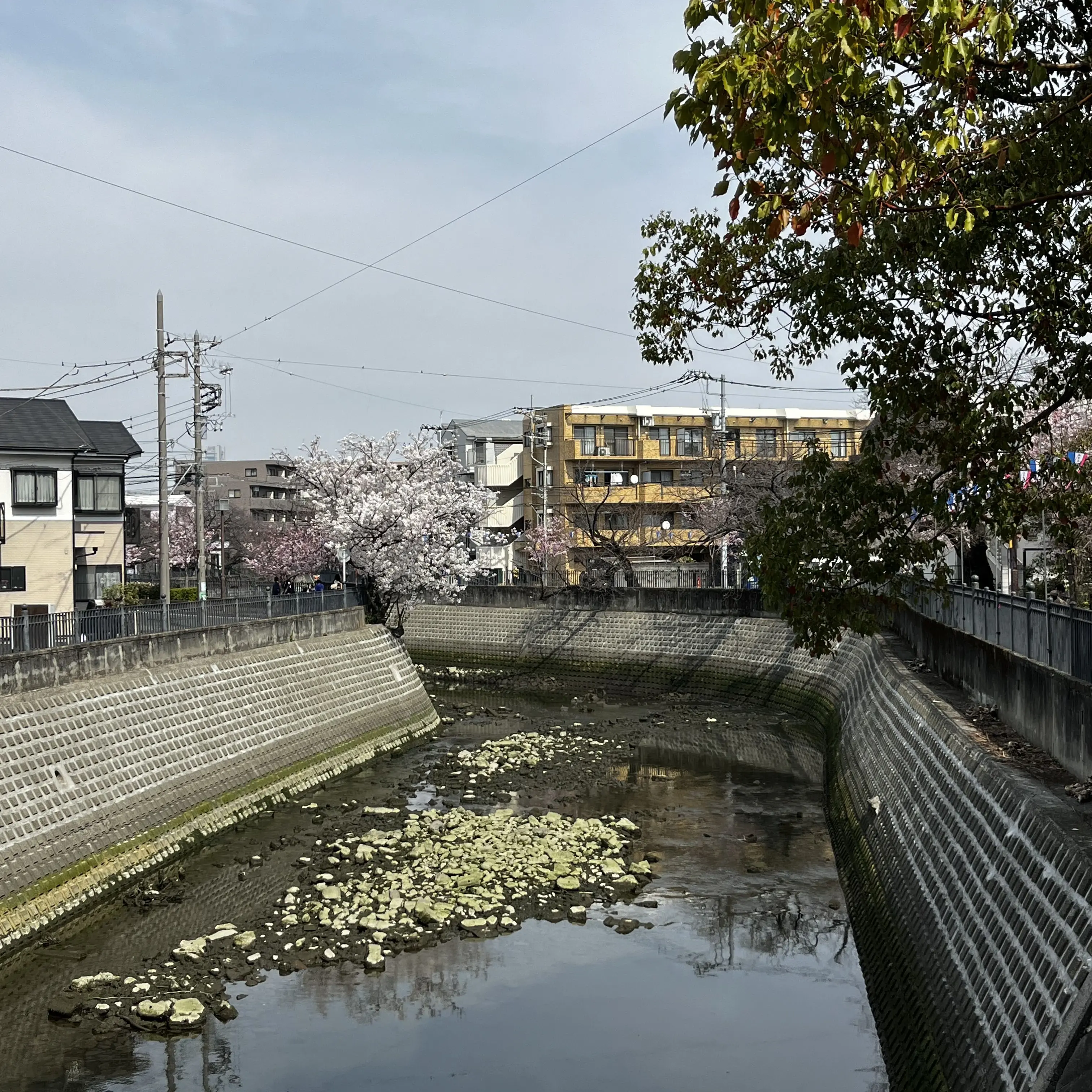 ShinyPond0712의 朝ネコに餌やり