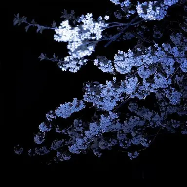 Profile image of Genshin Infection