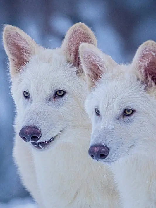 Yui_yui_Yui의 Wolf Shifter