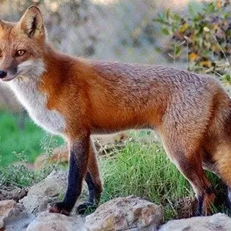 Profile image of 여우
