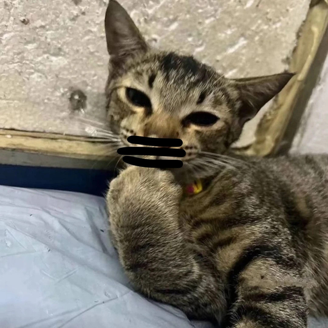 ㅅㅂ 고양이