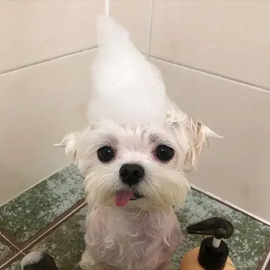 Profile image of 박덕개