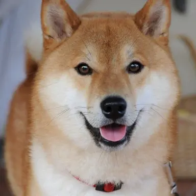 Profile image of 보리