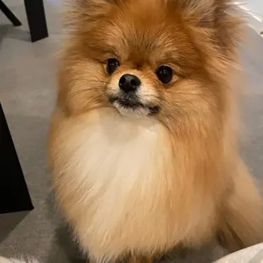 Profile image of 포미