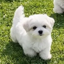 Profile image of 마루