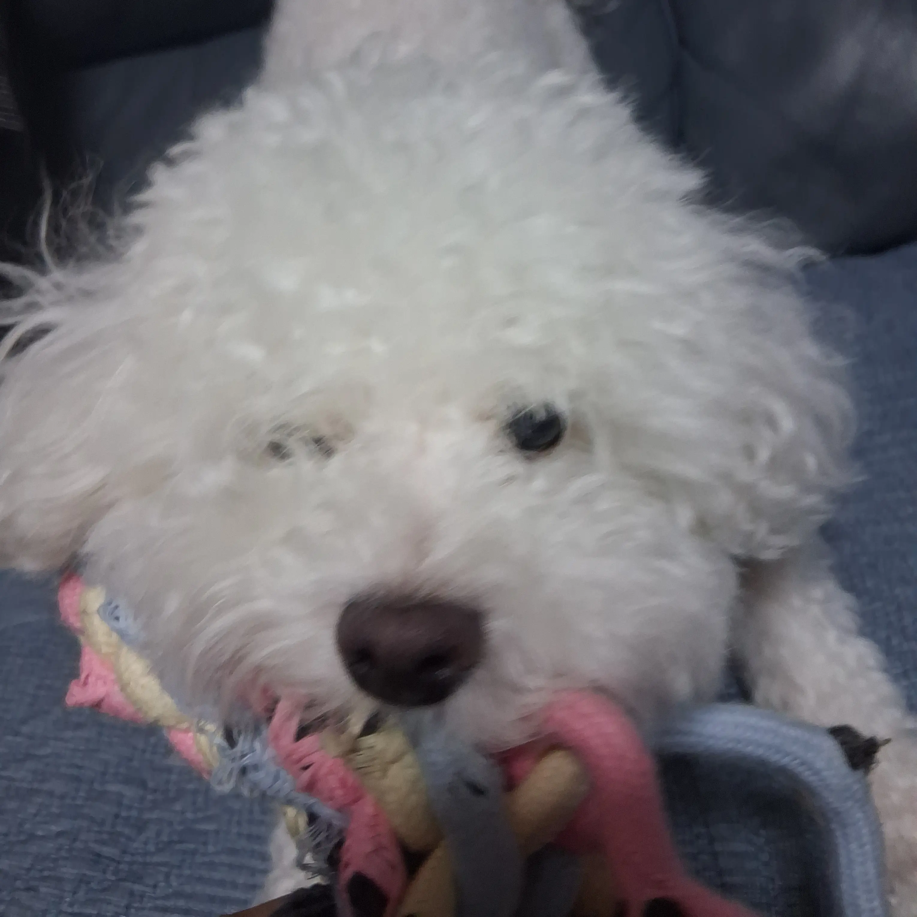 princess-_-의 가나디