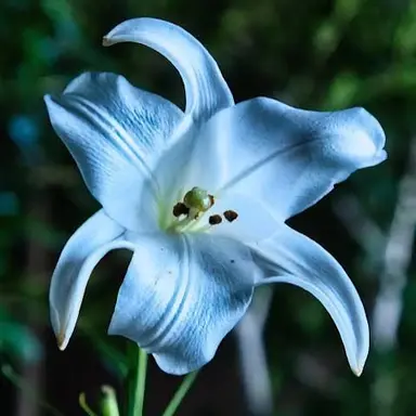 Profile image of 仙蔵