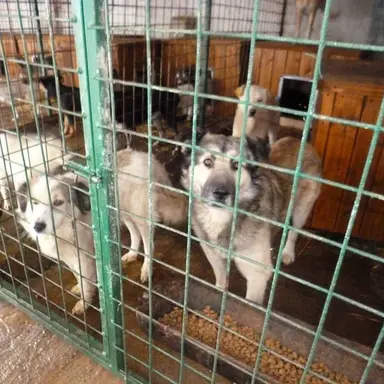 Profile image of Dog pound