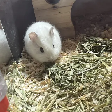 Profile image of 기니