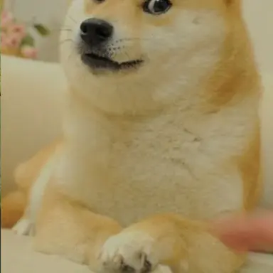 Profile image of 덮밥새보