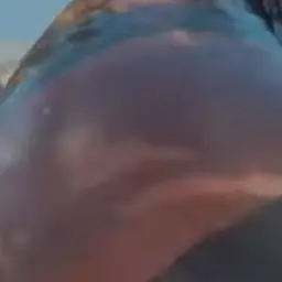Profile image of Jamie