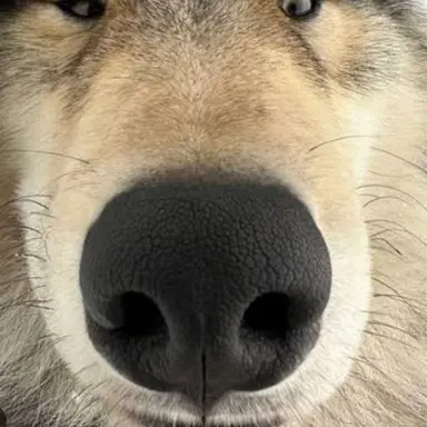 Profile image of 늑대