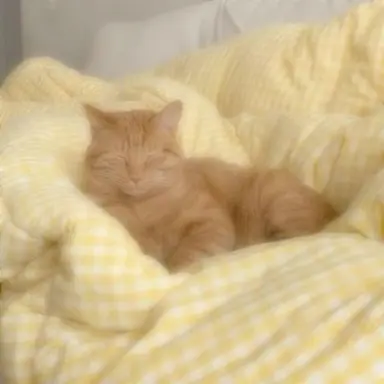 Profile image of 루이쨘