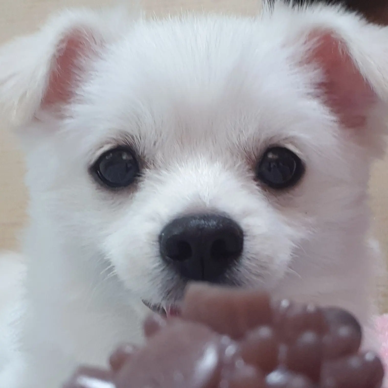 CloseEider4797의 아니...이강아지뭐야?