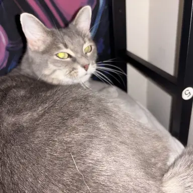 Profile image of My cat