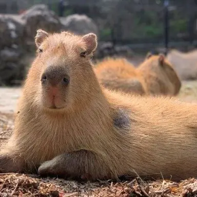 Profile image of カピバラ