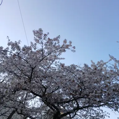 Profile image of 멜로우