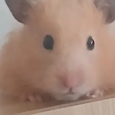 Profile image of 최심쿵