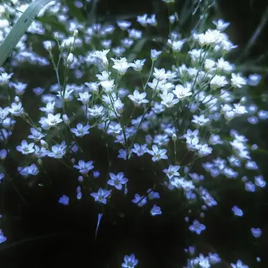 Profile image of 파이브