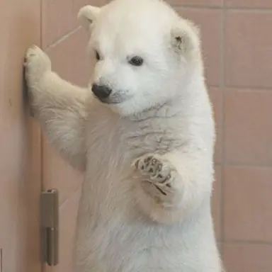 Profile image of はんそら