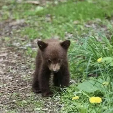 Profile image of ちゃな