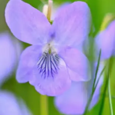 Profile image of 아이네