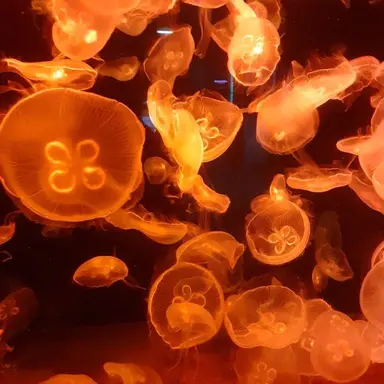 Profile image of 이지우