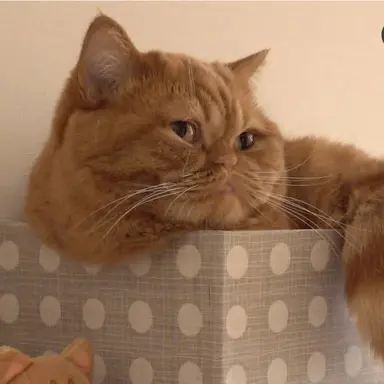 Profile image of 모모