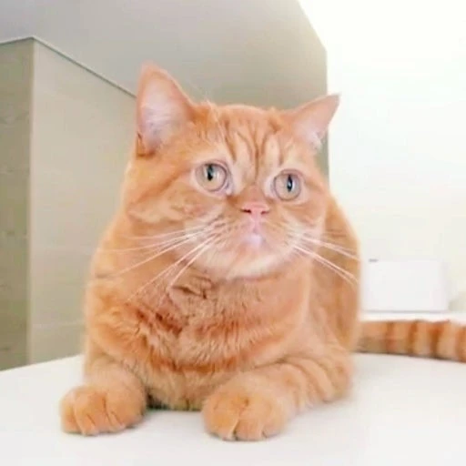 모모