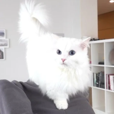 라라
