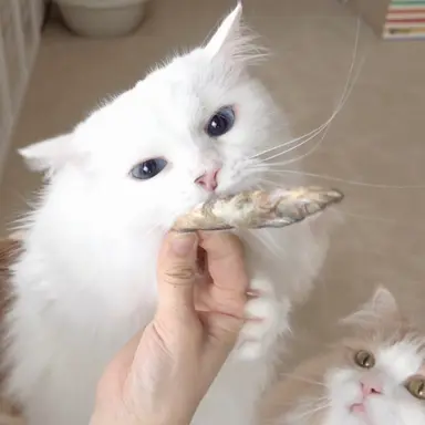 Profile image of 라라