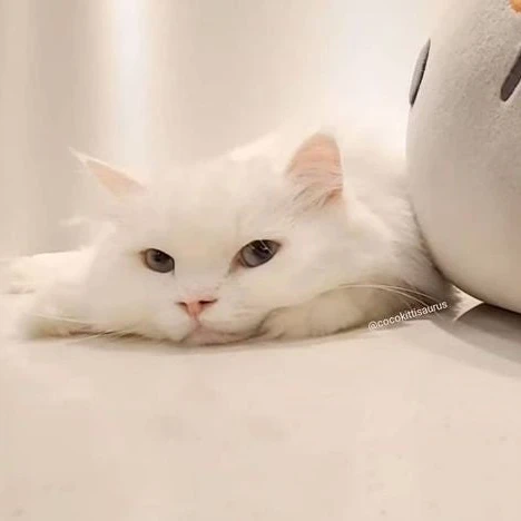 코코