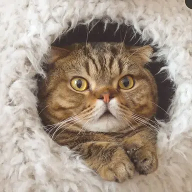 Profile image of 루루