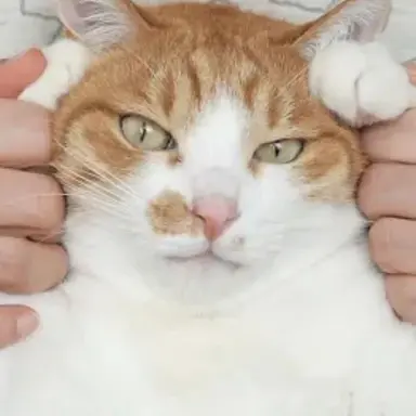 Profile image of 토토