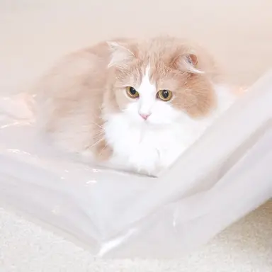 Profile image of 디디