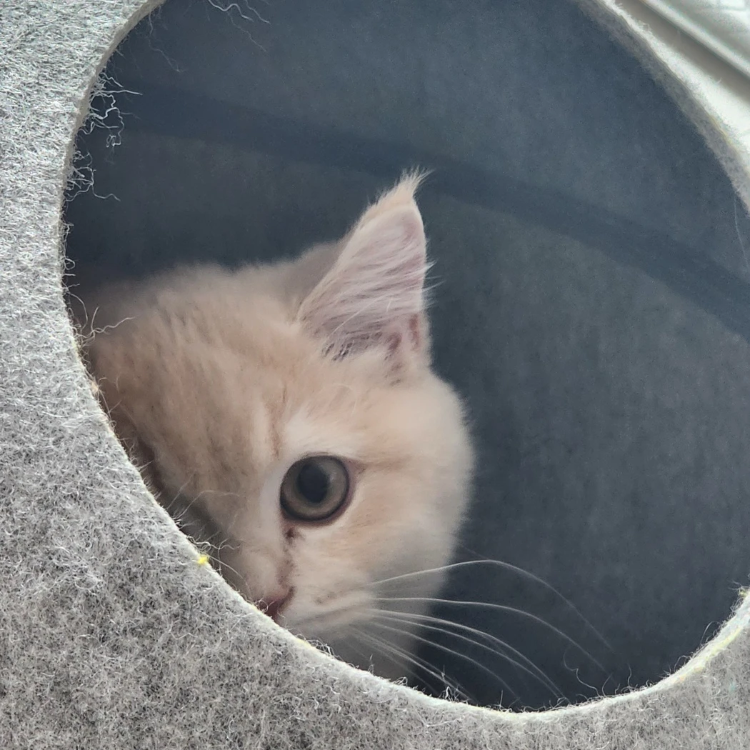 술취 오몽