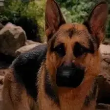 Profile image of Rocco