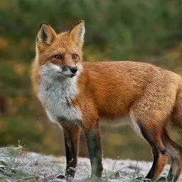Profile image of 여우