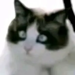 Profile image of Oleander