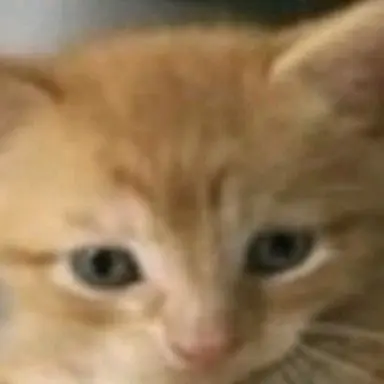 Profile image of Pip
