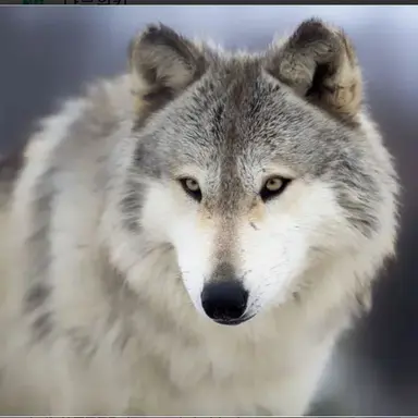 Profile image of 김늑대